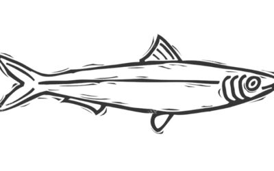 Sardines par Beckar, et concert acoustique de Berline