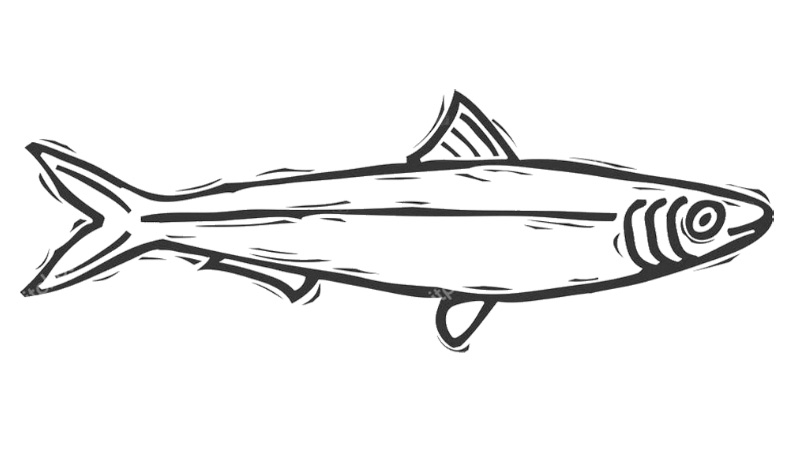 Sardines par Beckar, et concert acoustique de Berline